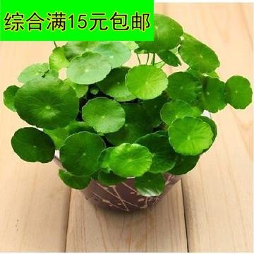 土培水培铜钱草 金钱草 室内绿植净化空气 防辐射 想赚钱养钱钱