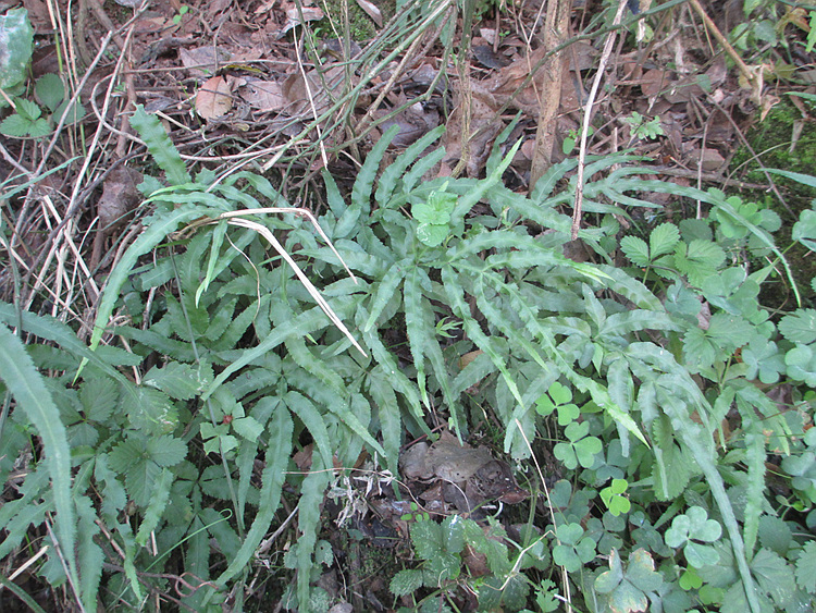 新鲜野生凤尾草鸡爪草山中草药清-热 利-湿新鲜现采500克五斤包邮