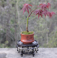 盆景素材盆栽-珊瑚阁盆栽绿植花卉黑松苗 油松