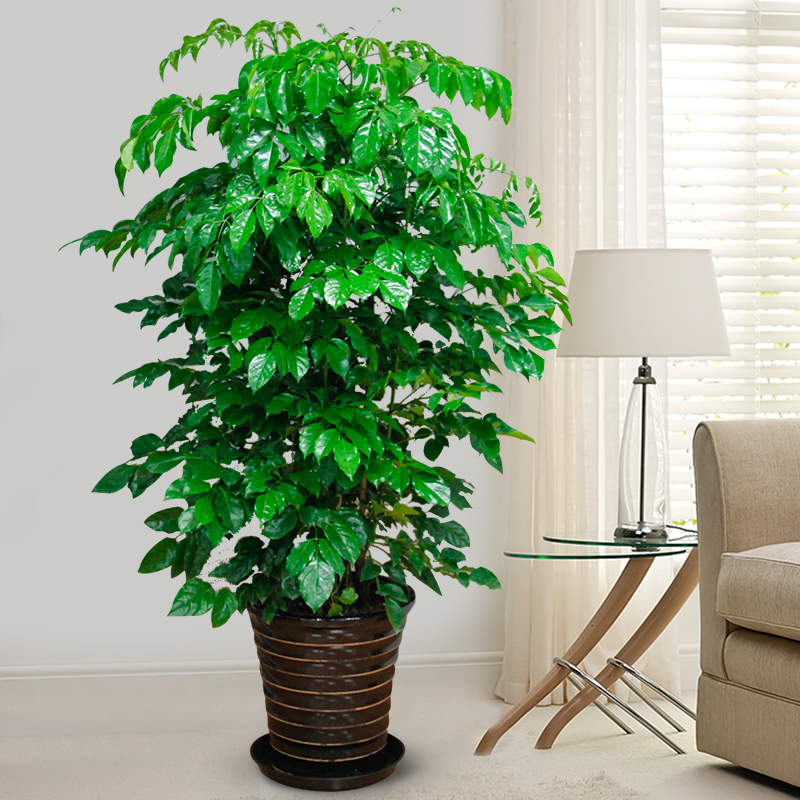 幸福树(绿宝)大型办公室花卉盆栽室内植物净化空气吸甲醛绿植