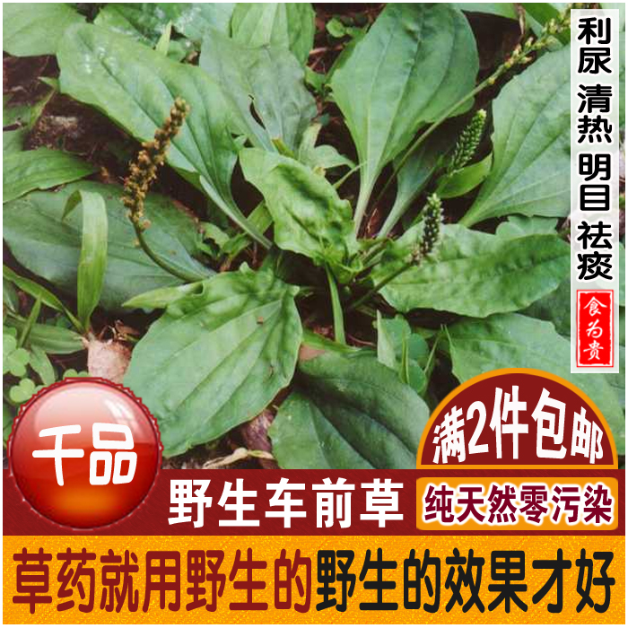 精选野生车前草新鲜车前草干蛤蟆衣车轮菜灰盆草车茶草车前子