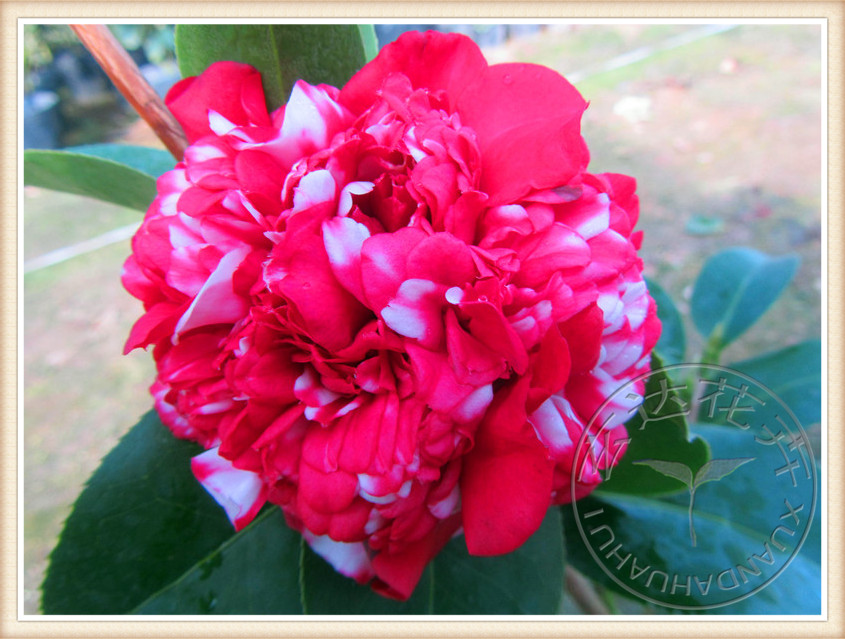 正品[茶花2304]2304评测 2304是谁的平方图片