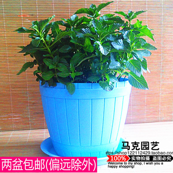 食用香草花苗香薄荷盆栽苗罗勒苗紫苏苗香薄荷苗 迷迭香苗2盆包邮