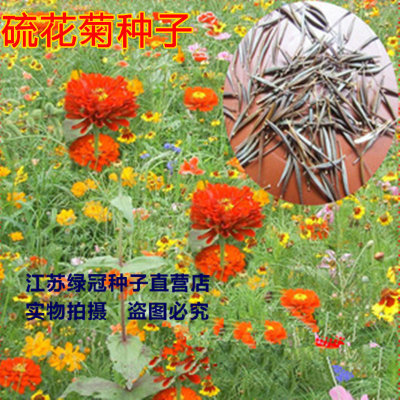 【绿冠】草花种子 硫华菊种子 黄秋英 黄花波斯菊 黄芙蓉种子