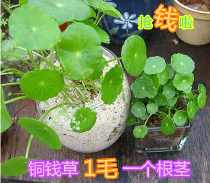 创意迷你绿植 水培盆栽 植物 金钱草 铜钱草 办公室 阳台室内盆栽