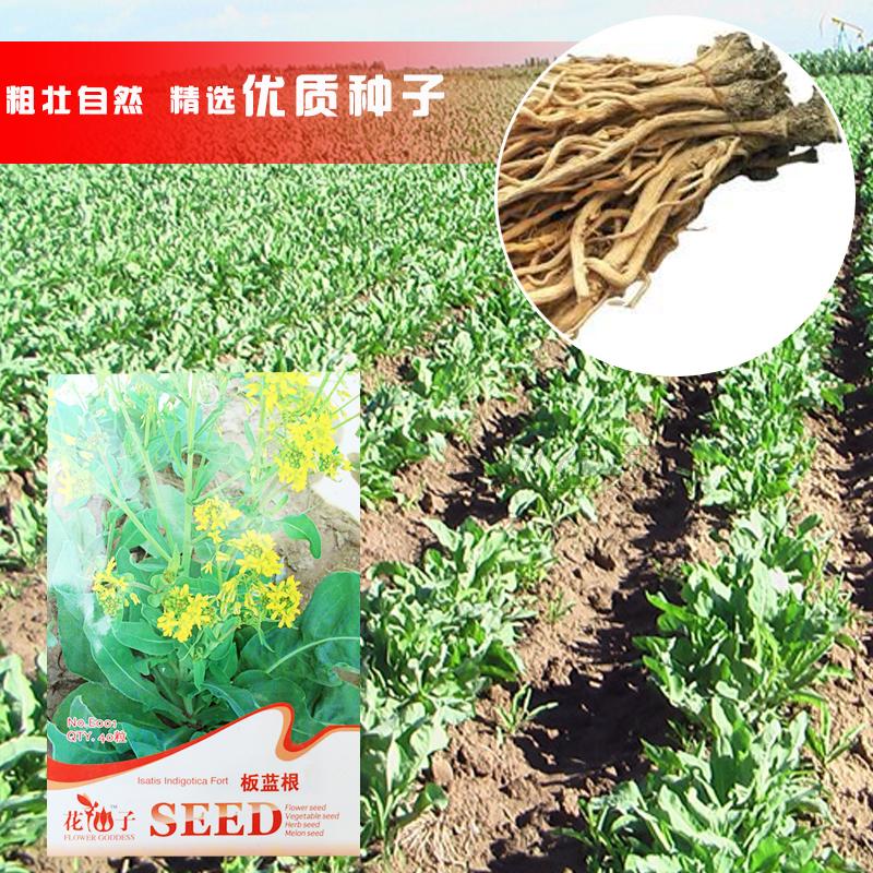 花仙子板蓝根种子- 板兰根 清热解毒凉血 可泡茶喝去除热毒