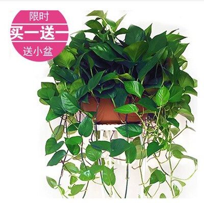 大型绿萝吊兰盆栽