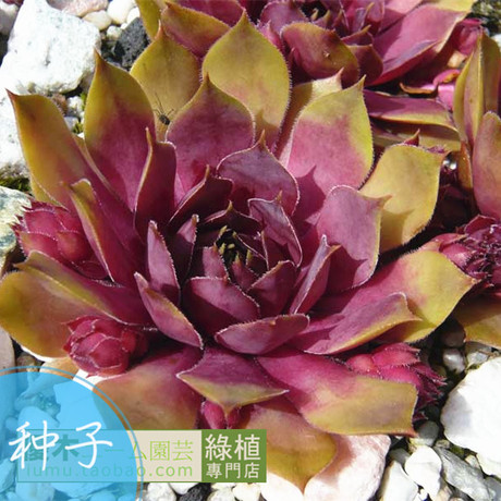 淘宝网购物-景天科长生草属种子 Tesoro 泰所罗