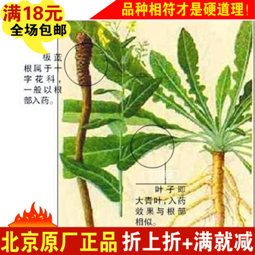 板蓝根种子 保健蔬菜 清热解毒 30粒原厂彩包装种子 药材种子