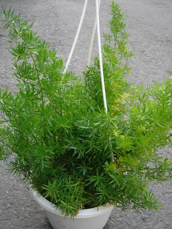 天门冬药用盆栽大苗冬天结果 冬天冻不死天冬草药材植物绿植盆栽