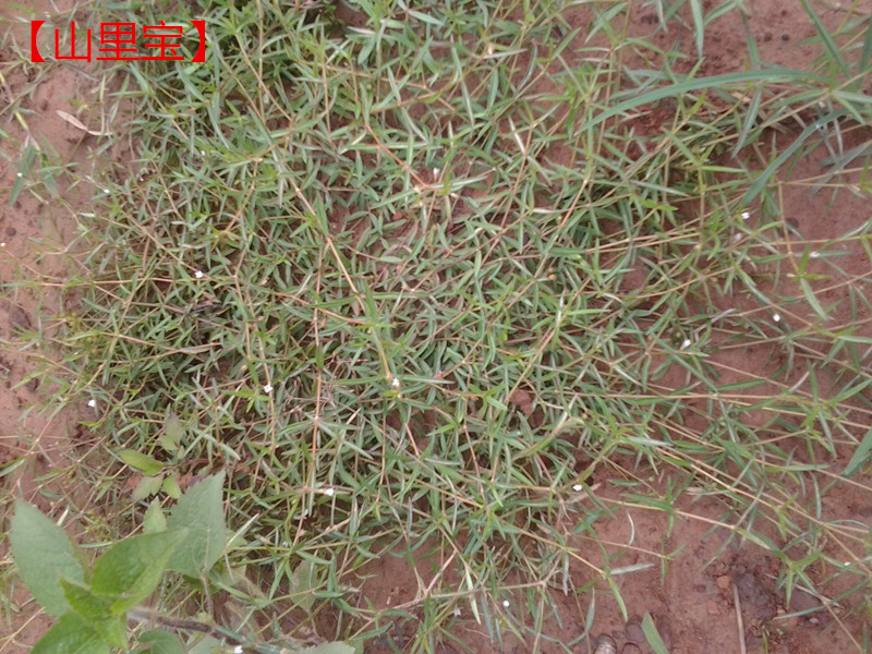 现采新鲜野生的白花蛇舌草 可发顺丰  新鲜的干的都有