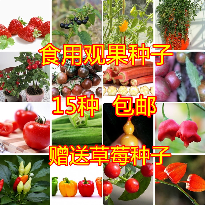 可食用观果种子15种套餐包邮阳台易种番茄龙葵秋葵观赏椒菇娘草莓