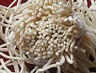 无硫灯心草 灯芯草 虎须草 灯草 中药材特级 无添加剂500克包邮
