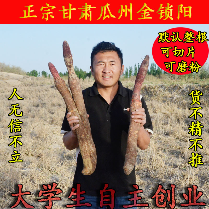 酒泉瓜州特级野生纯天然金锁阳非内蒙古阿拉善野生肉苁蓉250g包邮