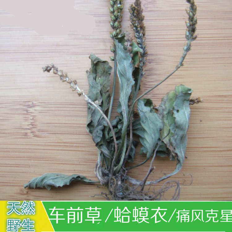 2015年新野生车前草 蛤蟆衣 优质全草 新品干货500克 一斤包邮