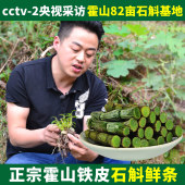 正宗霍山4年新鲜铁皮石斛鲜条铁皮枫斗礼盒装 霍之宝