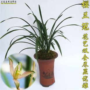 建兰四季兰花苗 樱兰冠 叶子金边花艺双全 夏带浓香花苞 好养活盆图片