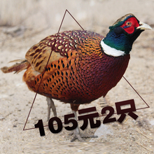 野鸡肉七彩山鸡肉新鲜现杀土鸡肉农家散养老母鸡 2只 105元
