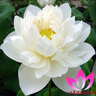 5Ԫ/      Ʒ:ĵ :С    Ҷ: Ҷ22cm,Ҷ