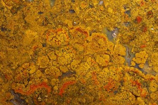 松阳戈壁草花玛瑙南流江皇后玉精品飘丝手镯内径草花石江石