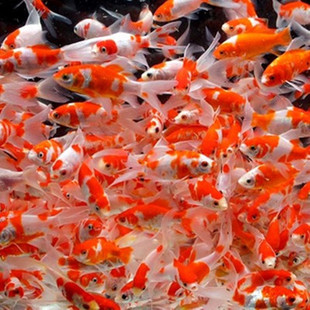 什么是最好的水族馆鱼？十大食肉类大型水族馆鱼是什么？