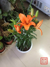 推荐最新亚洲内衣秀 亚洲模特大赛内衣秀信息