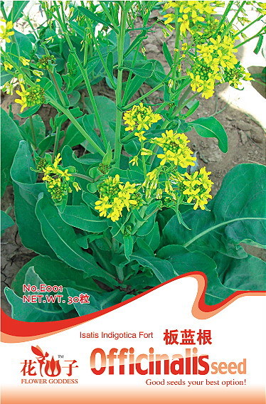 花仙子种子工厂直销 板蓝根 30粒 E001 室内盆栽花卉植物