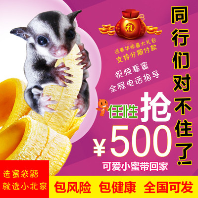 蜜袋鼯玩具 小猪窝造型 食盆 睡窝