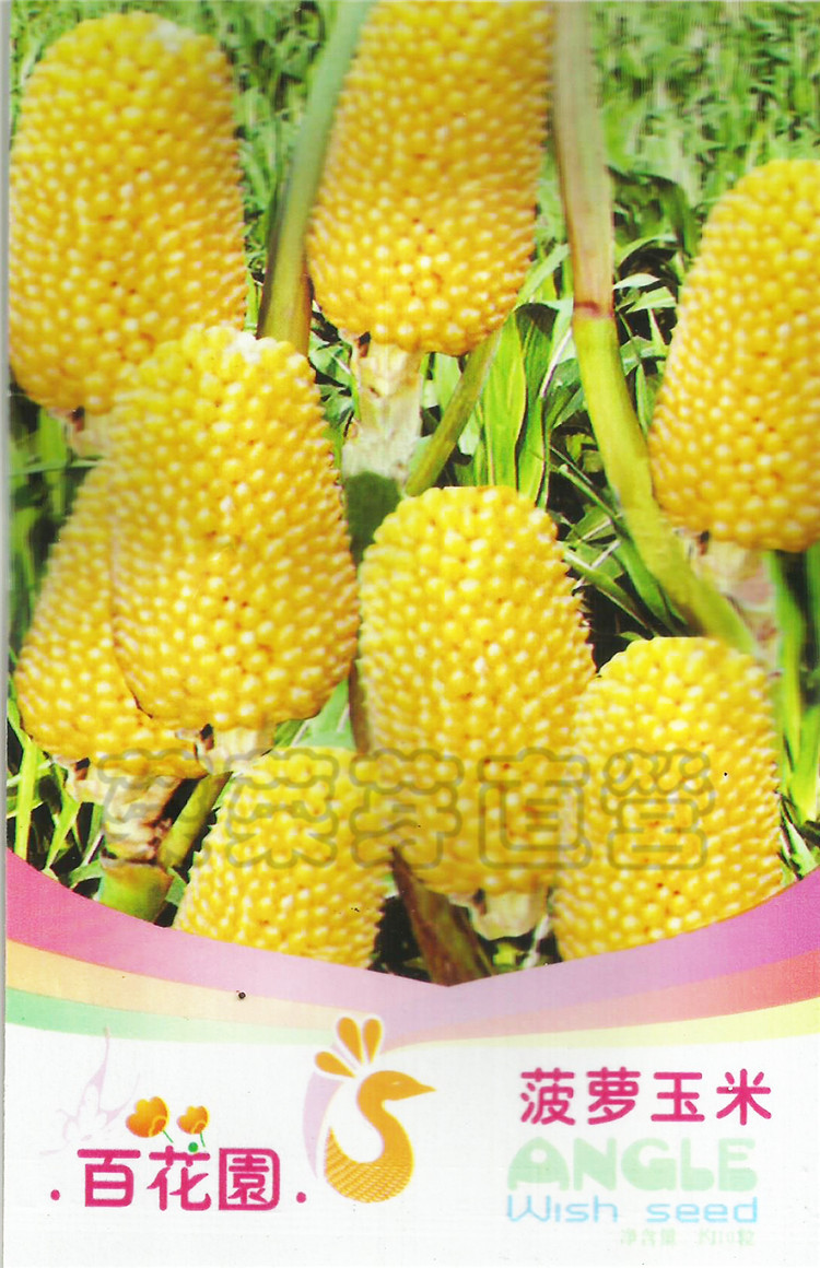菠萝玉米水果玉米种子 观赏食用 生吃 超甜玉米迷你型小玉米种子