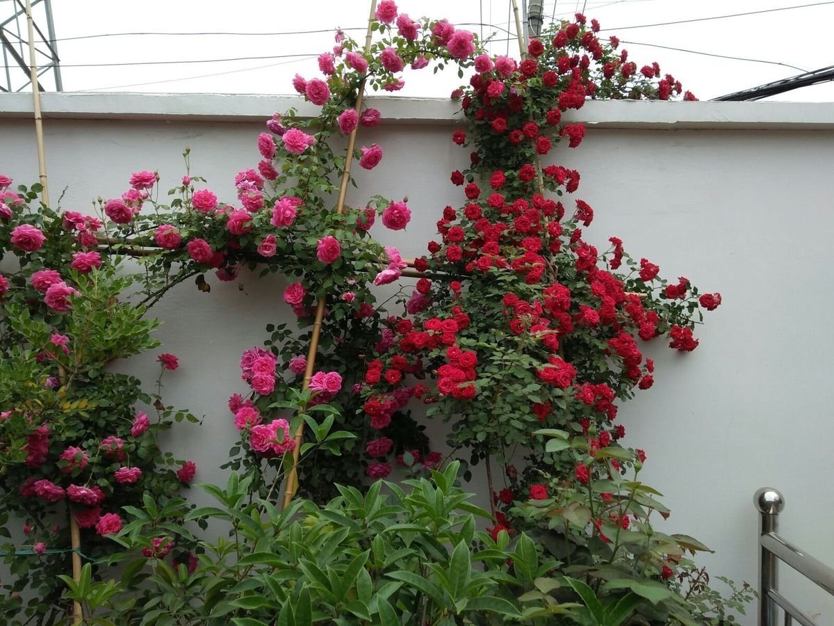 盆栽菊花苗大菊花苗盆栽 室内庭院花卉绿植 四季菊花