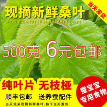 纯天然无污染小蚕宝宝饲料食物 包邮 农家现摘叶大肉厚 新鲜桑叶