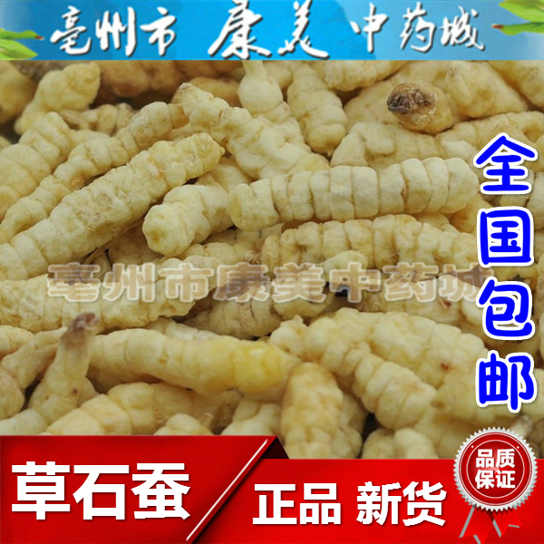 中药材草石蚕 泽兰根 地蚕 500克 土冬虫草 白冬虫草白虫草肺痨草