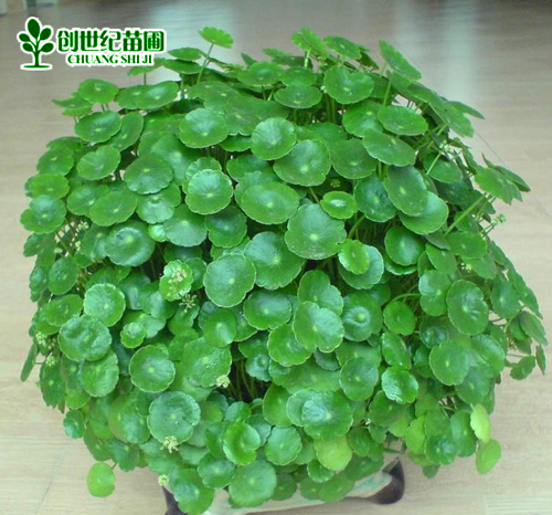 2盆包邮水培铜钱草金钱草水培植物水生盆栽花卉盆栽迷你绿植创意