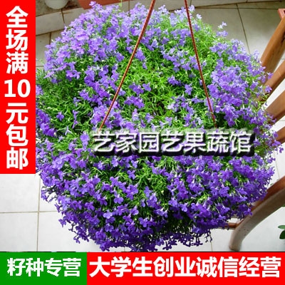 四季盆栽花卉种子 翠蝶花种子 六倍利 吊兰类植物花卉半边莲