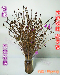 大兴安岭野生兴安杜鹃花 精选大枝超长 达达香映山红达子香鲜花