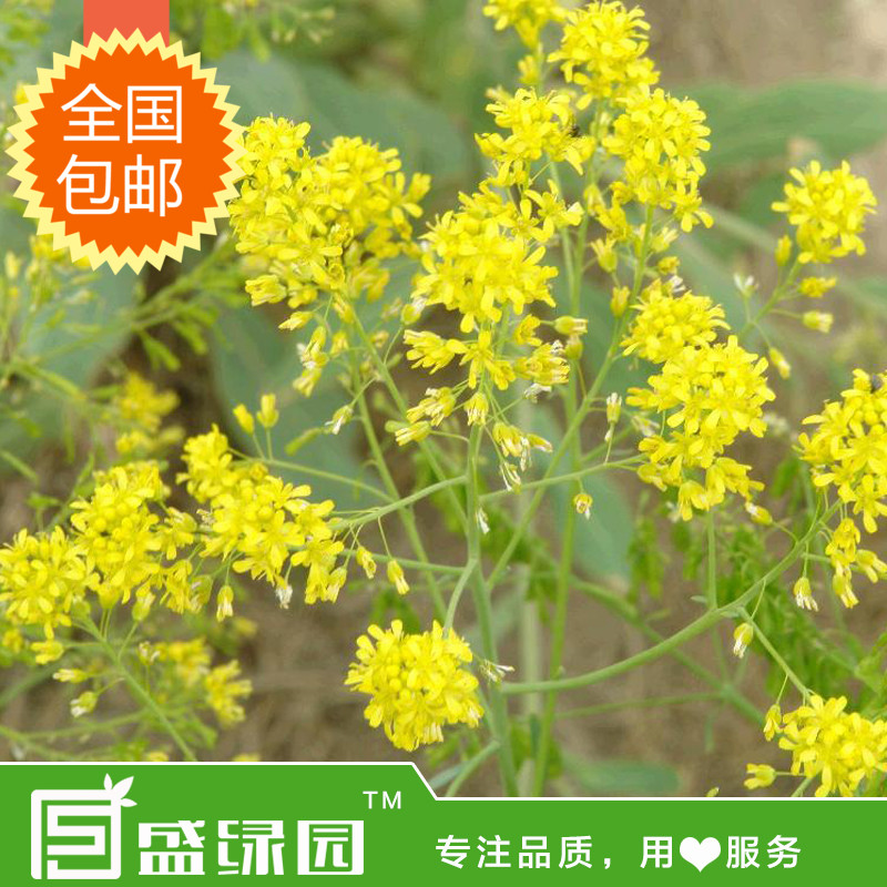 板蓝根种子中草药清热解毒盆栽园艺阳台种花绿植花卉植物