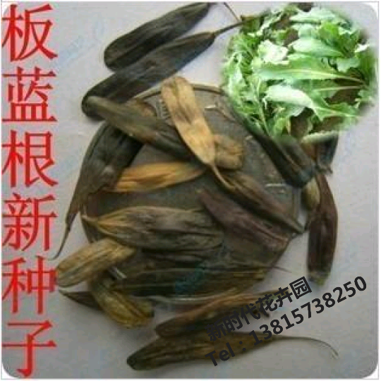 出售板蓝根种子/靛青根/蓝靛根/菘蓝/大蓝根/马蓝根/蓝龙根38/斤