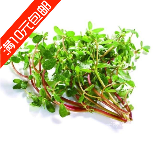 蔬菜种子 马齿苋种子 长寿菜种子 五行菜种子 补血菜 多次采摘