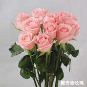 限苏浙沪皖 包邮 1扎 玫瑰花批发包月上海鲜花速递38妇女节