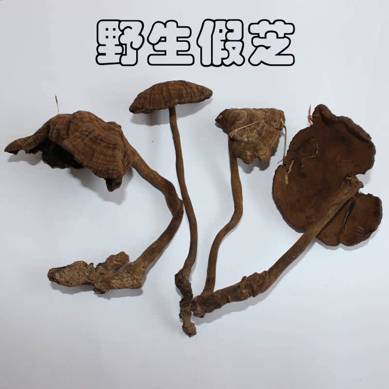 村姑娘 野生灵芝 黑芝 玄芝黑肉假芝 假芝 皱盖假芝 血灵芝