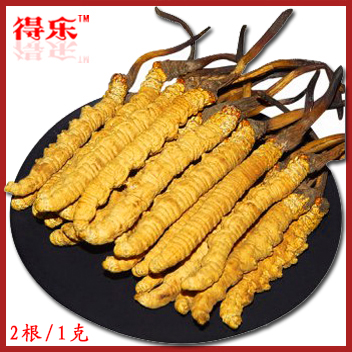 青海冬虫夏草 正宗青海玉树雪域虫草2条/克 一级精选 2根装
