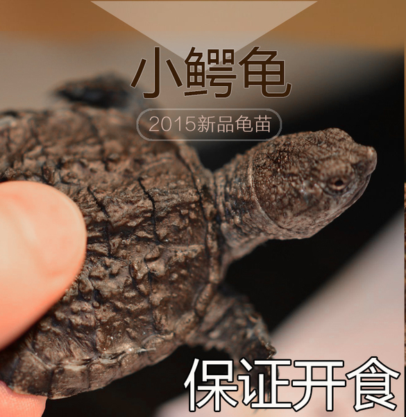 热销宠物 2015活体北美小鳄龟苗 水龟宠物乌龟