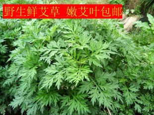 艾叶生艾叶干艾绒草叶艾粄生艾草野生新鲜艾草叶青团子现摘现发