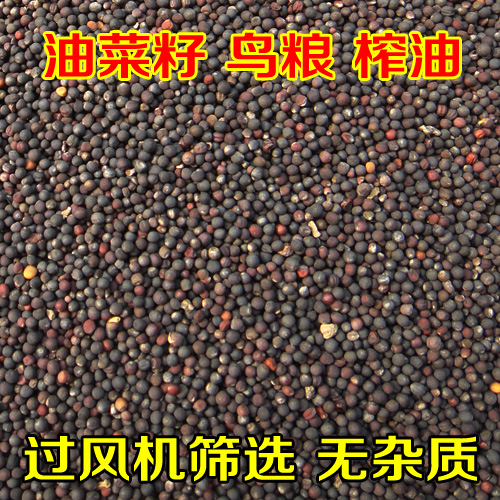 鸟食 油菜籽 虎皮 牡丹 鹦鹉 芙蓉鸟 玉鸟 文鸟 可榨油500g
