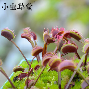 食虫植物-红龙捕蝇草(食虫草驱蚊草奇趣植物盆栽花卉小虫草堂)