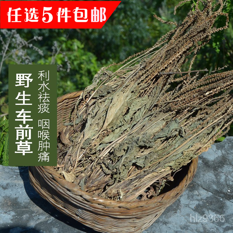 中药材野生车前草 车轮菜 牛舌草 整棵全草 新品干货100g有车前子