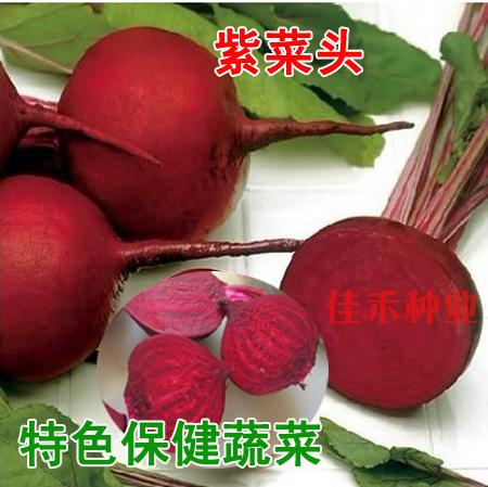 红甜菜种子 甜菜根紫菜头 特色保健蔬菜 春秋季播 补血佳品