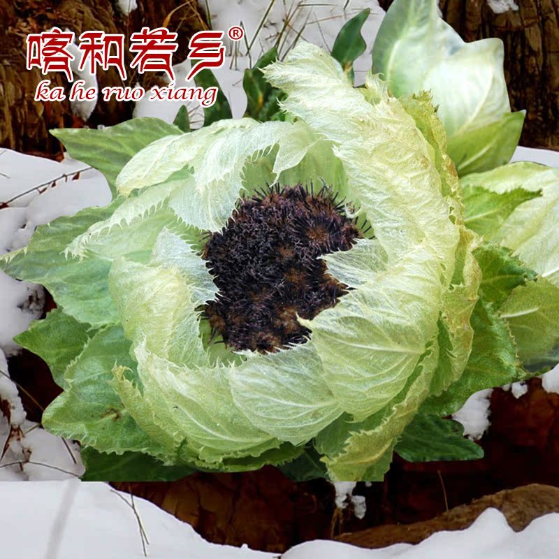 新疆高海拔天山野生雪莲花20g左右