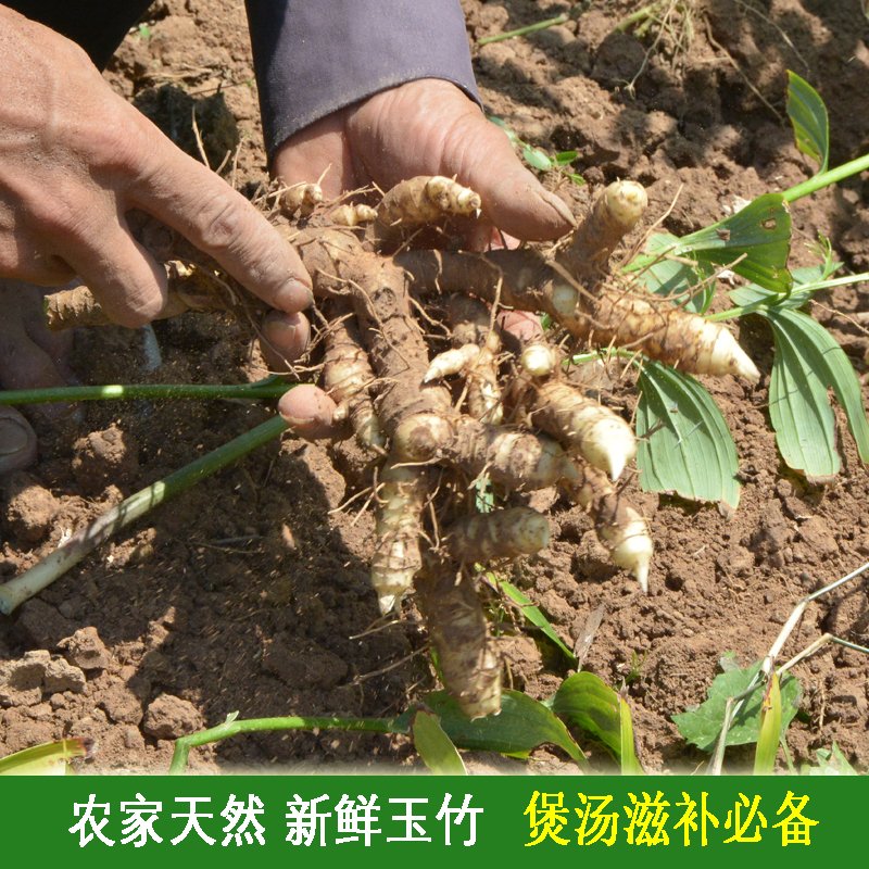 连州农家现挖新鲜生玉竹 泡茶中药材 美容玉参体质虚弱汤料250克