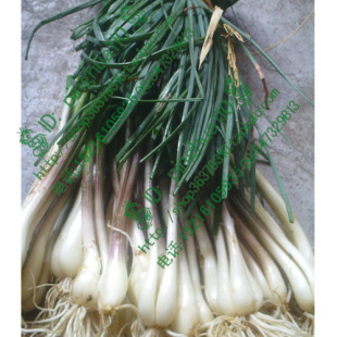 新鲜客家人特有的菜荞头荞头 农家有机肥无公害新鲜蔬菜 藠头